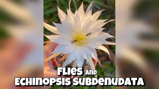 Echinopsis Subdenudata flower and the Flies  shorts [upl. by Adlin315]