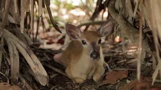 National Key Deer Refuge  Art Loft [upl. by Winchester]