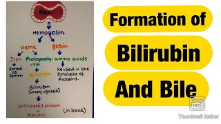 Formation of Bilirubin Bile and its functions [upl. by Hawken674]