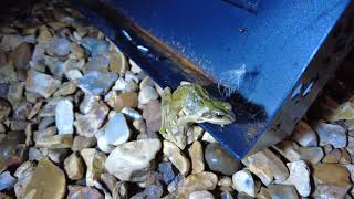 Baby Frog In My Garden Worcester Worcestershire England 16th October 2024 [upl. by Llerod891]