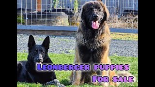 Leonberger Puppies For Sale in Cave Junction [upl. by Ferrell56]