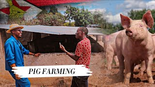 How Two Brothers Became Successful Pig Farmers in Zimbabwe Africa [upl. by Gothard789]