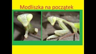 193 Jaka modliszka na początek [upl. by Giarc]