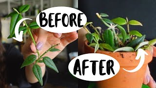 How To Make Your Hoya Houseplants MORE FULL Hoya Plant Propagation [upl. by Noirb]