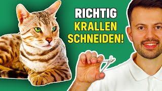 Krallen schneiden bei der Katze Tierarzt Ratschläge [upl. by Allemahs]