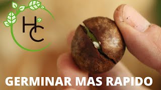 8 Tips Para GERMINAR Mas RAPIDO Cualquier Semilla  Huerto Citadino [upl. by Caroline794]