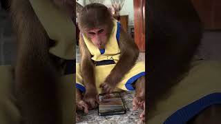 CUTIS smart talks with Dadcutis monkey babymonkey shortvideo [upl. by Matland]