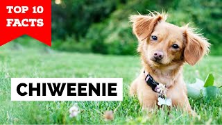 Chiweenie  Top 10 Facts Chihuahua  Dachshund [upl. by Lenhart30]