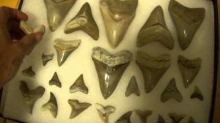 Megalodon Shark Teeth from Aurora North Carolina Lee Creek Quarry [upl. by Attalanta]