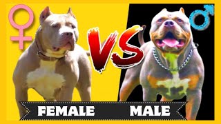 American Bully Pros And Cons [upl. by Gean]