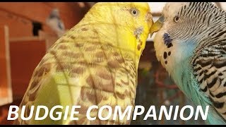 6 Hours of Budgies in their Aviary  Play For Your Budgie [upl. by Abisia]