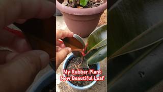 My Rubber Plant Beautiful Leaves growing in full sun from single leaf cutting with stem rubberplant [upl. by Asia687]