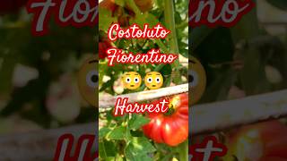 Costoluto Fiorentino Tomato Harvest tomato harvest gardening blooming [upl. by Rondi]