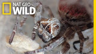 These Spiders Eat Their Mothers Dead Bodies  Nat Geo Wild [upl. by Reich]