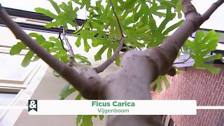 Decoratieve vijgenboom Ficus Carica  Eigen Huis amp Tuin [upl. by Ginni480]