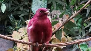 Pompadour cotinga [upl. by Parrott]