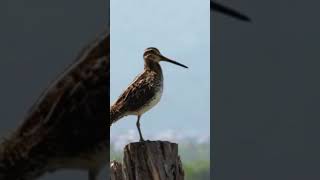 Wilsons Snipe Call [upl. by Ronda]