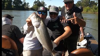 Striped Bass Fishing the Sacramento River live bait and lures [upl. by Herstein460]