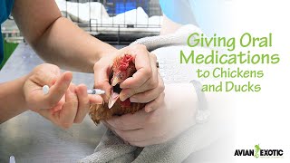 Giving Oral Medications to Chickens and Ducks [upl. by Colvin]