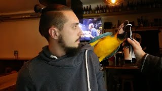 Pint Loving Parrot Opens Beer With Beak [upl. by Pennebaker]