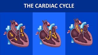 Cardiovascular physiology  the cardiac cycle systole and diastole [upl. by Lanta146]