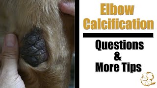 Dog Elbow Calcification  Pet Grooming Questions amp Treatment Tips [upl. by Fermin552]