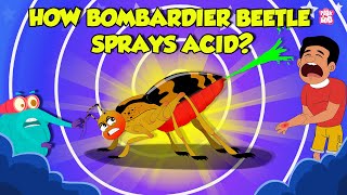 How Bombardier Beetle Sprays Acid  Beetle Defense Mechanism  Deadliest Insects  Dr Binocs Show [upl. by Kilan300]