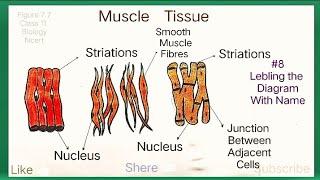 How To Draw Muscles Tissue  Types Of Muscles  Smooth Cardiac And Striated Skeletal Muscle Diagram [upl. by Ellerahc760]