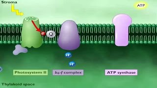 Photosynthetic Electron Transport and ATP Synthesis [upl. by Ruphina678]