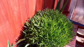 Garden Diary our lavender plant Lavandula Angustifolia Munstead [upl. by Richter389]