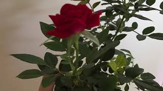 Indoor Rose Growing Tips [upl. by Morel]