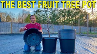 I Found The PERFECT FRUIT TREE CONTAINER [upl. by Vachel]