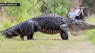 Massive alligator spotted in Central Florida [upl. by Maillij171]