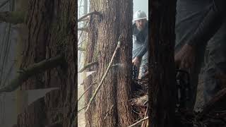 Chinese knockoff chain saw takes down MASSIVE tree [upl. by Devon552]