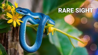 Discover the Stunning San Francisco Garter Snake [upl. by Alexandro264]