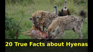 Hyena Facts 20 True Facts about Hyenas for kids with audio  Kids Educational Videos Animal facts [upl. by Marasco]