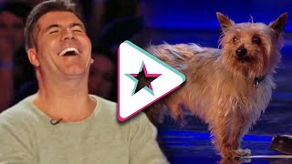 HILARIOUS Dog Acts Go WRONG Max The Dog Has Ant Running Scared  Animal Auditions From Got Talent [upl. by Lambertson378]