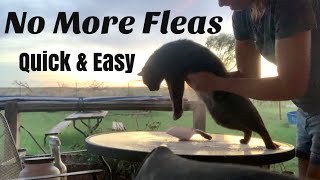 How to Use Diatomaceous Earth for Flea Powder [upl. by Allemap]