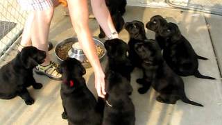 Ten Lab Puppies Sit and Wait for Food [upl. by Calia435]