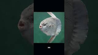 El pez luna ¡El campeón de la reproducción animal con 300 millones de huevos 🐟💥 [upl. by Lahsiv]