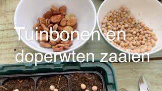 Inis Moestuin 127  Doperwten en tuinbonen voorzaaien Maar te vroeg om zoete aardappel kweken [upl. by Airdnas]