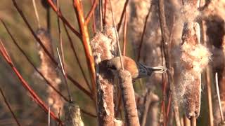 Rémiz penduline [upl. by Sal]