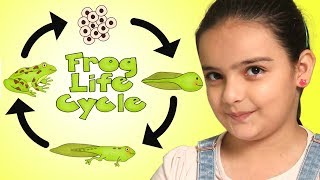 Frog Life Cycle  From Egg to Frog  Science for Kids [upl. by Hayyim]