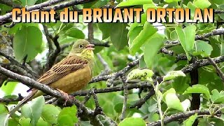 Chant du BRUANT ORTOLAN Emberiza hortulana [upl. by Ihculo]