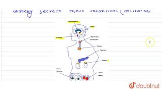 Diagrammatically indicate the location of the various endocrine glands in our body [upl. by Cela]