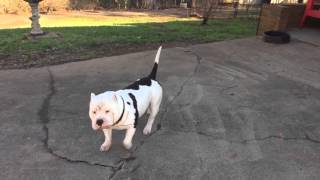 How to add weight to your bully Pitbull [upl. by Nerro623]