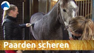 Hoe scheer je je paard  NH Bokt TV [upl. by Paige]