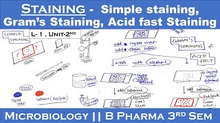 Staining techniques in microbiology  Simple staining  Gram s staining  Acid fast staining U2 [upl. by Ardnnaed90]