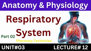 Respiratory System  Anatomy And Physiology  Pharmacy Technician [upl. by Jaycee]