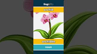 🇬🇧🇫🇷 orchid  orchidée  vocabulary builder  learn English  apprenons langlais [upl. by Einad]